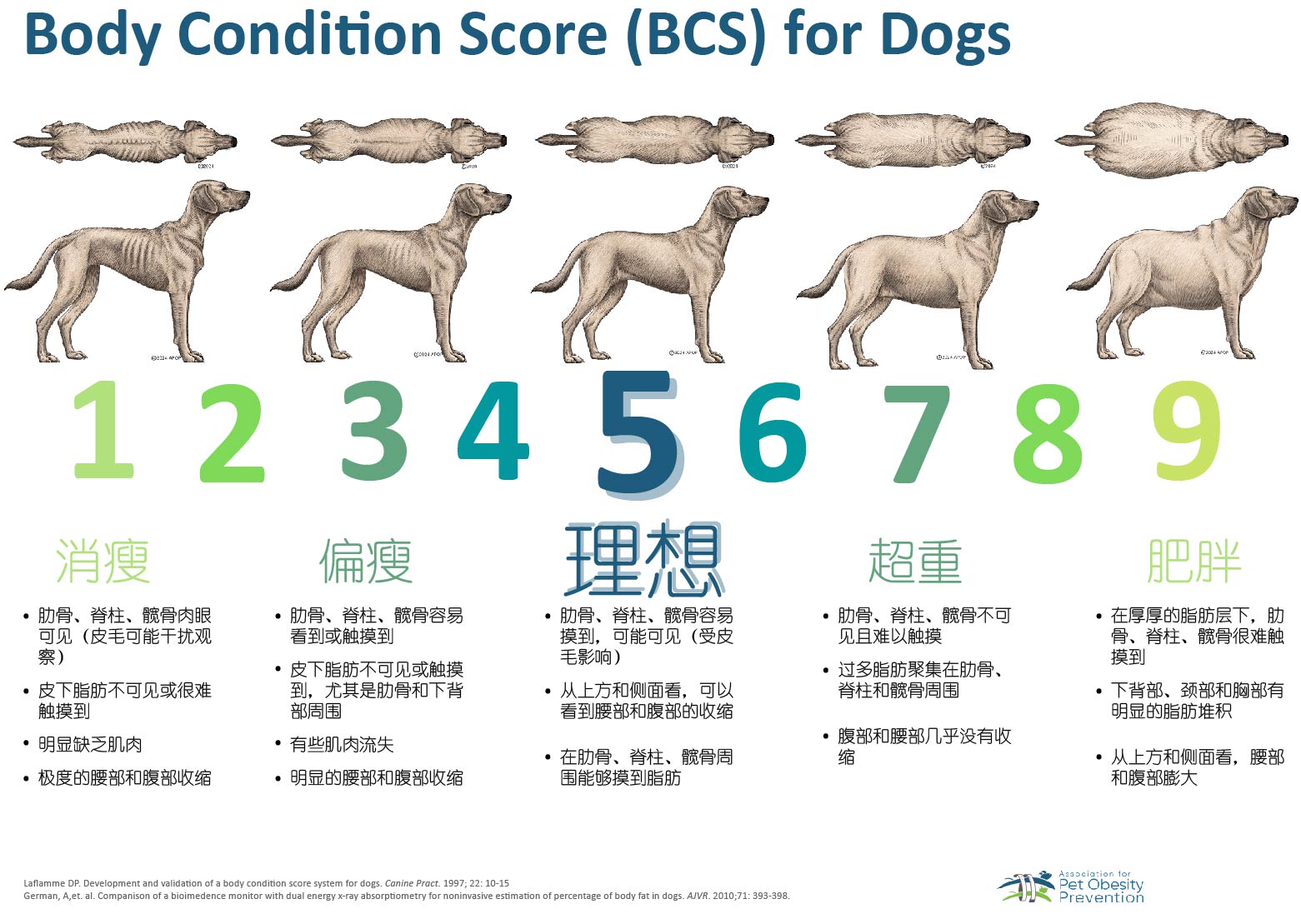 Body Condition Score